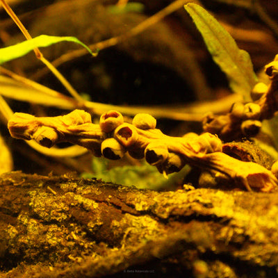 A section of fishtail palm stem in a botanical method aquarium with dark brown bark at Betta Botanicals.