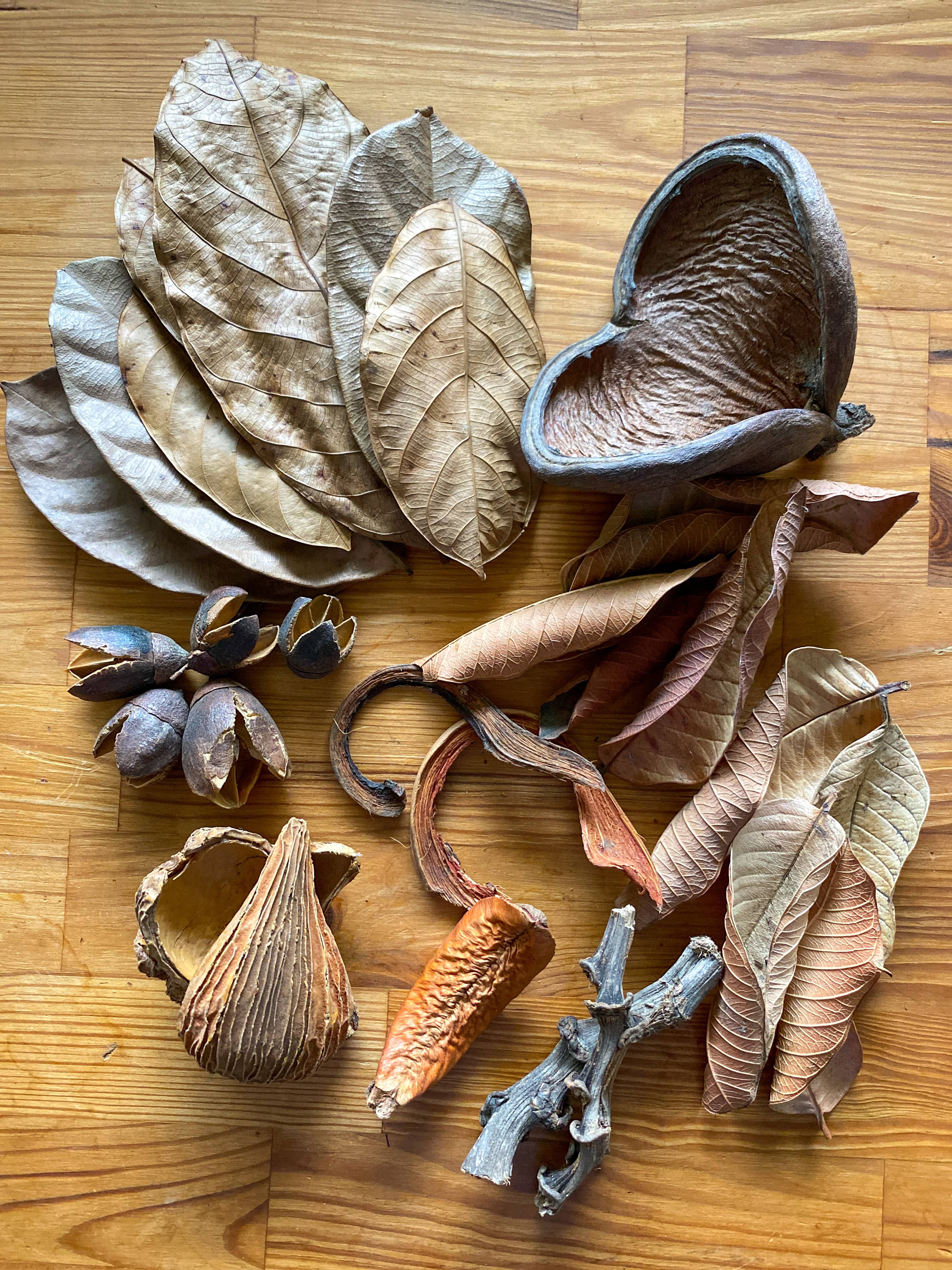 The Betta Botanicals Starter Pack is the perfect place to begin for wild or domestic betta fish keepers. Sterculia Pods, Guava Leaves, Jackfruit leaves and many more will help you build your ecosystem. Healthy Bettas are easier when you use botanicals.