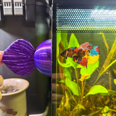A male plakat betta fish flaring at a blue and purple flare mirror in a planted blackwater aquarium.