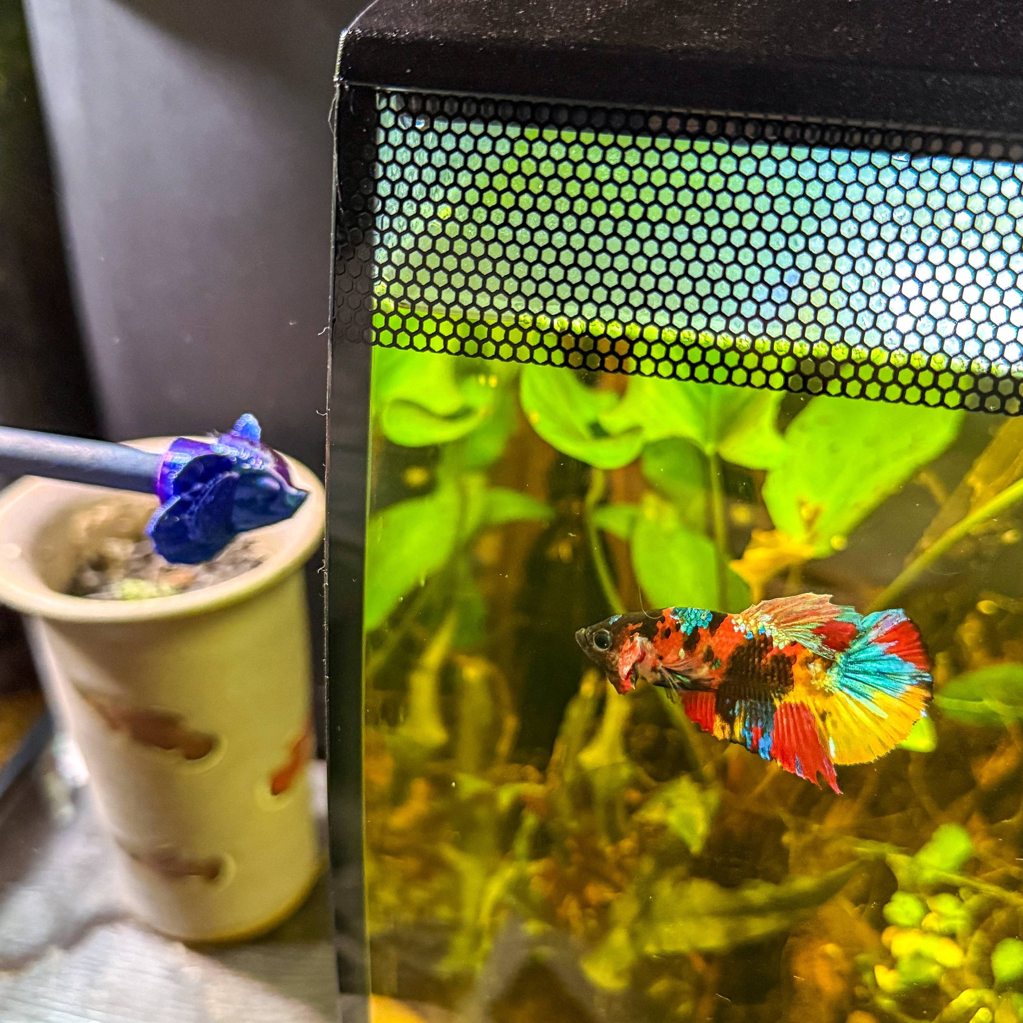 A male plakat betta fish flaring at a two tone and purple betta fish flare stick in a planted blackwater aquarium.