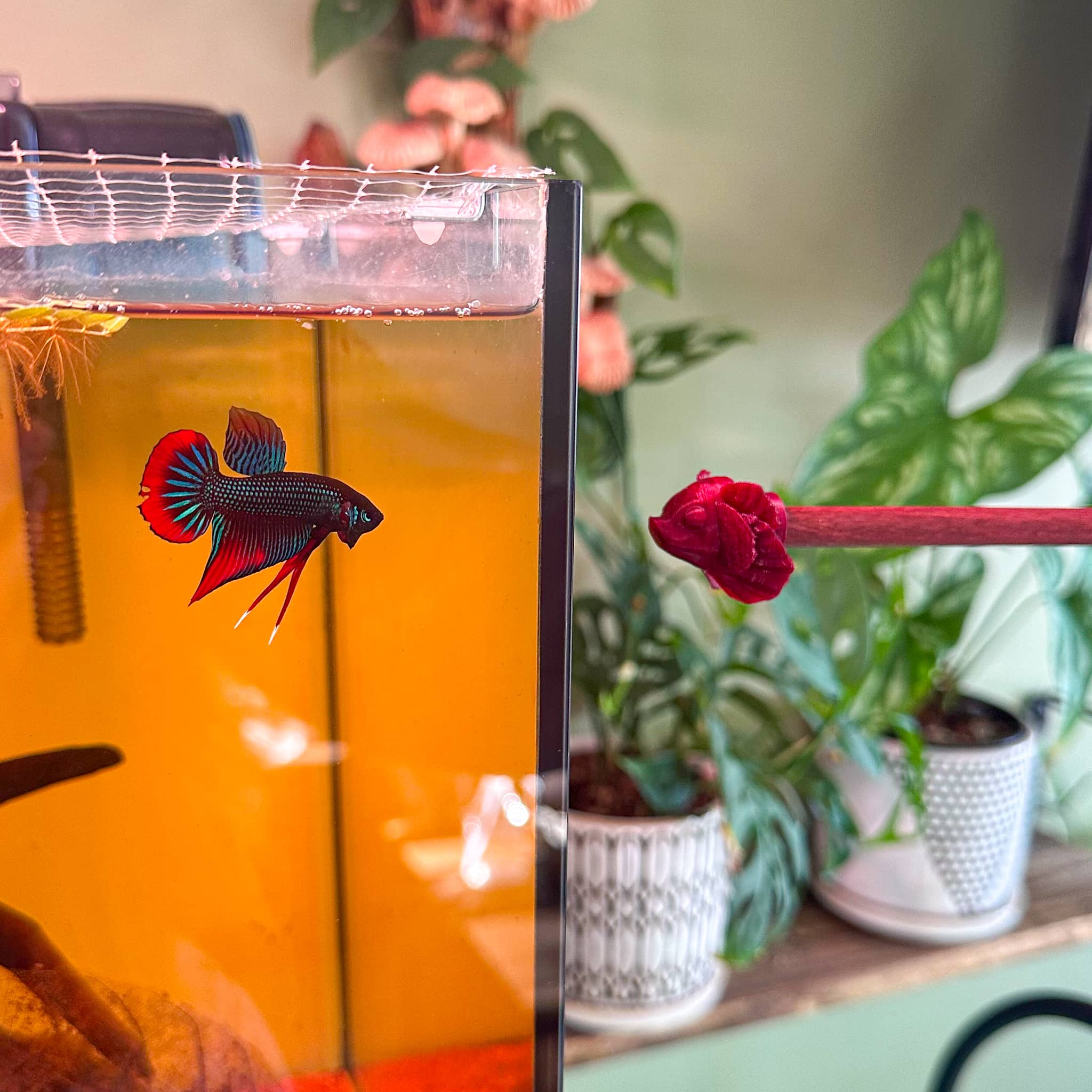A wild betta imbellis flares at our betta fish flare stick in a botanical aquarium at Betta Botanicals.