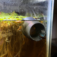 Bubble Nest Holding - Betta Tube