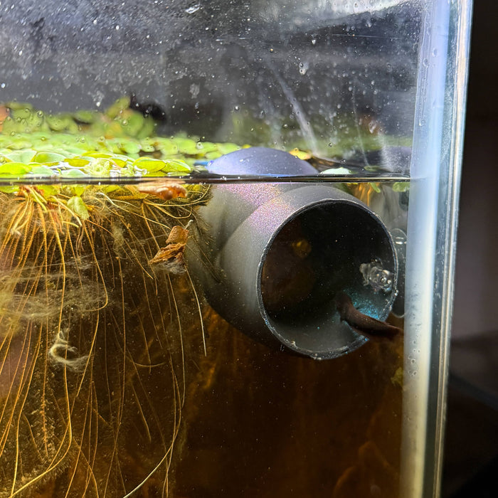 Bubble Nest Holding - Betta Tube