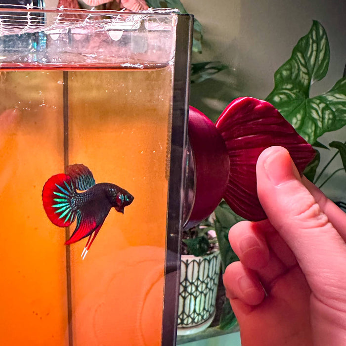 A wild betta imbellis flares at our 3D printed betta fish flare mirror at Betta Botanicals.