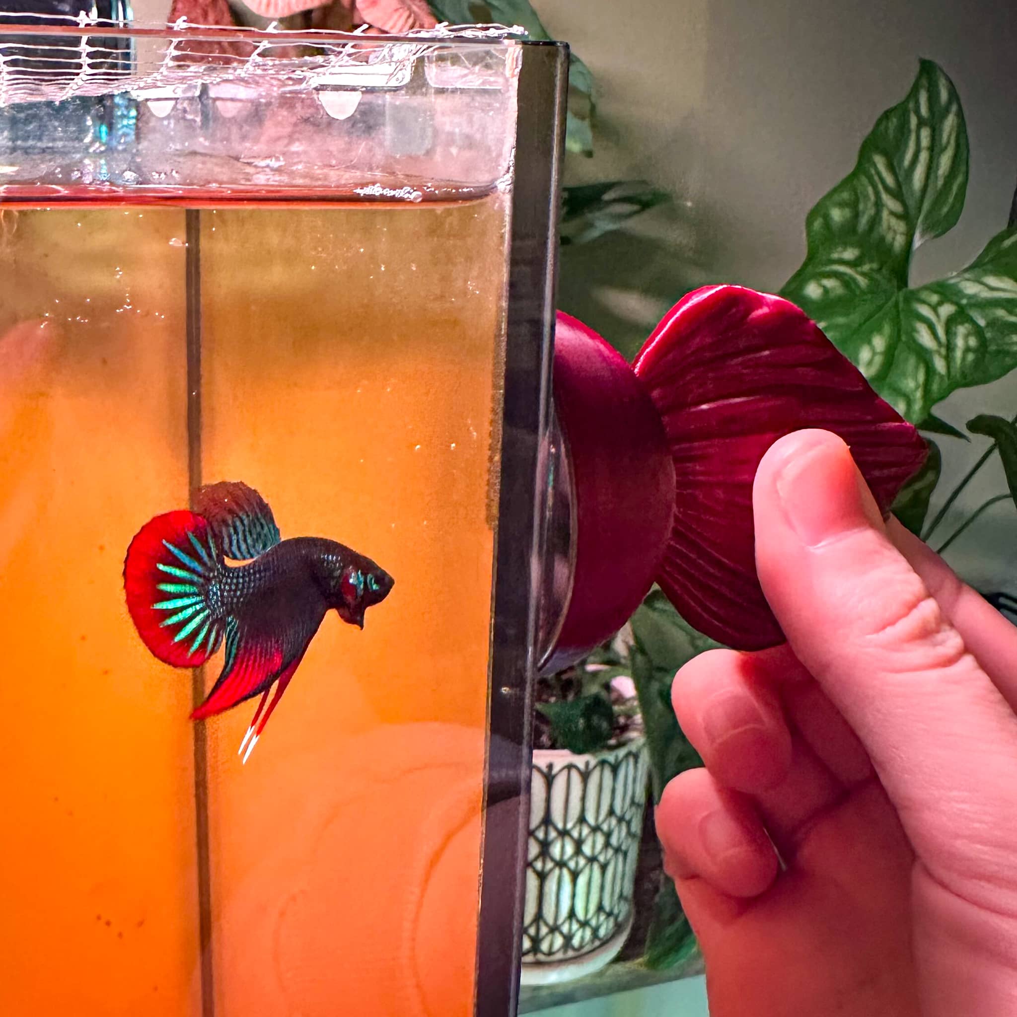A wild betta imbellis flares at our 3D printed betta fish flare mirror at Betta Botanicals.
