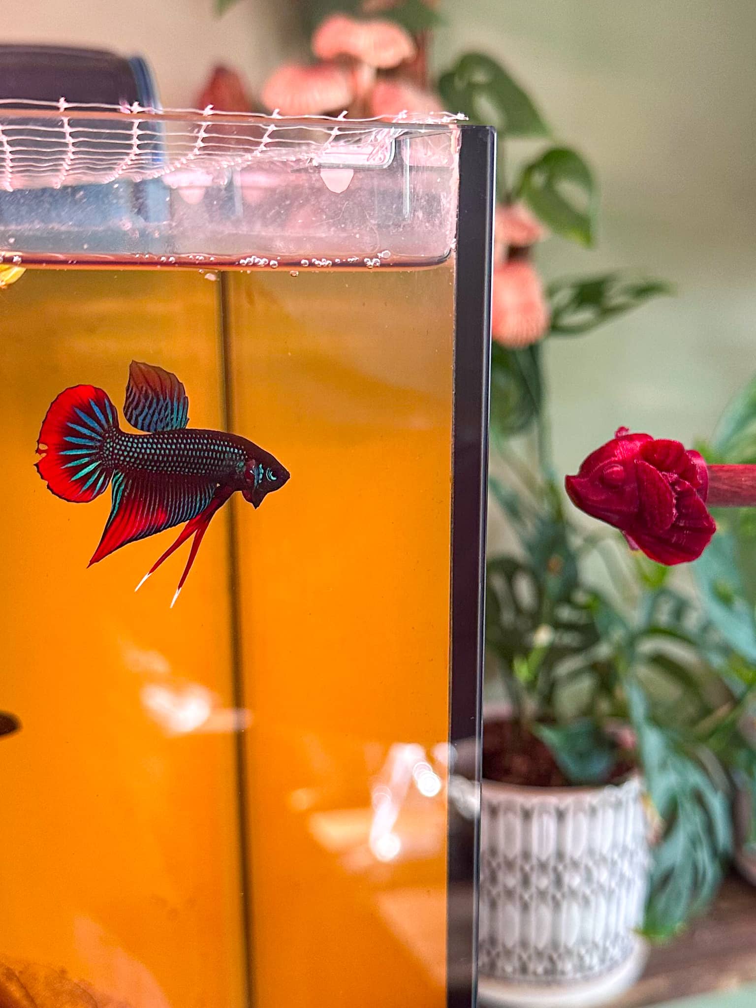 Betta Botanicals Natural Aquarium Products