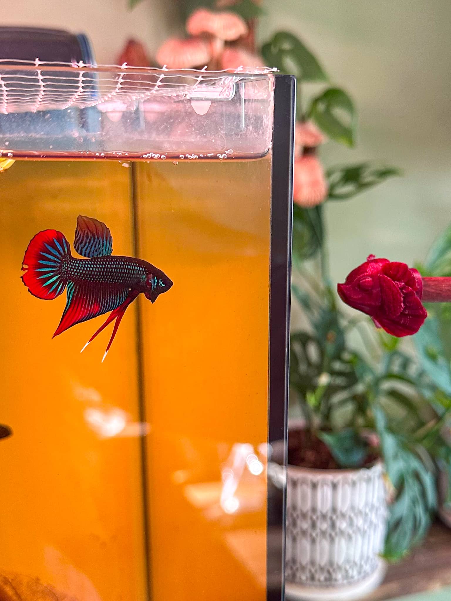 A betta imbellis swims in dark tannin stained water and has extended its gill plates to flare at a red flare stick at Betta Botanicals.