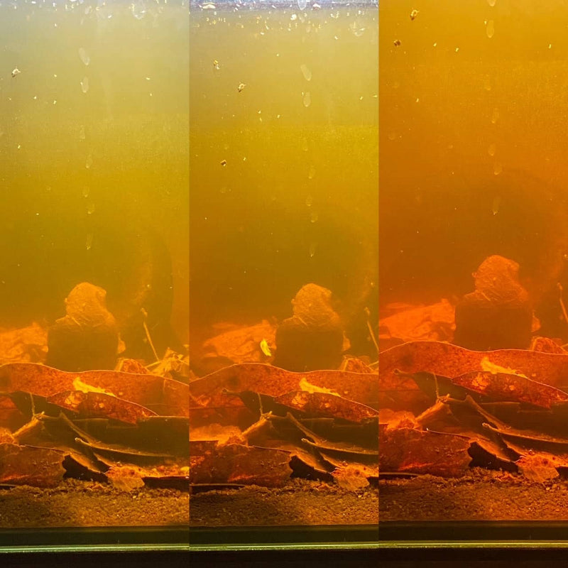 Betta Tea in a Botanical Method Aquarium showing three seperate shades of brown to amber at Betta Botanicals.