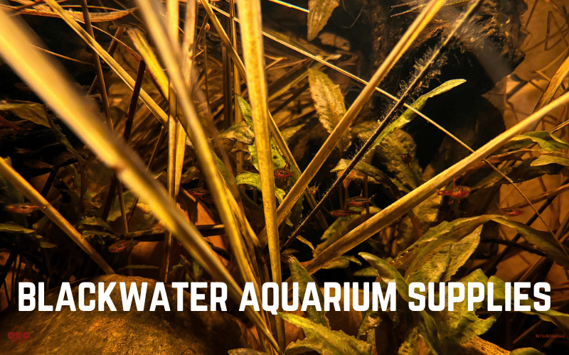 A blackwater aquarium featuring aquatic plants, driftwood, and fish, with golden brown tannins in the water created with Betta Botanicals’ blackwater supplies.