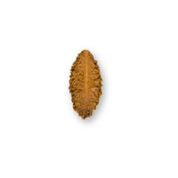 Spiny brown seed pod with textured surface and jagged ridges, photographed on a white background for blackwater aquarium use at Betta Botanicals.