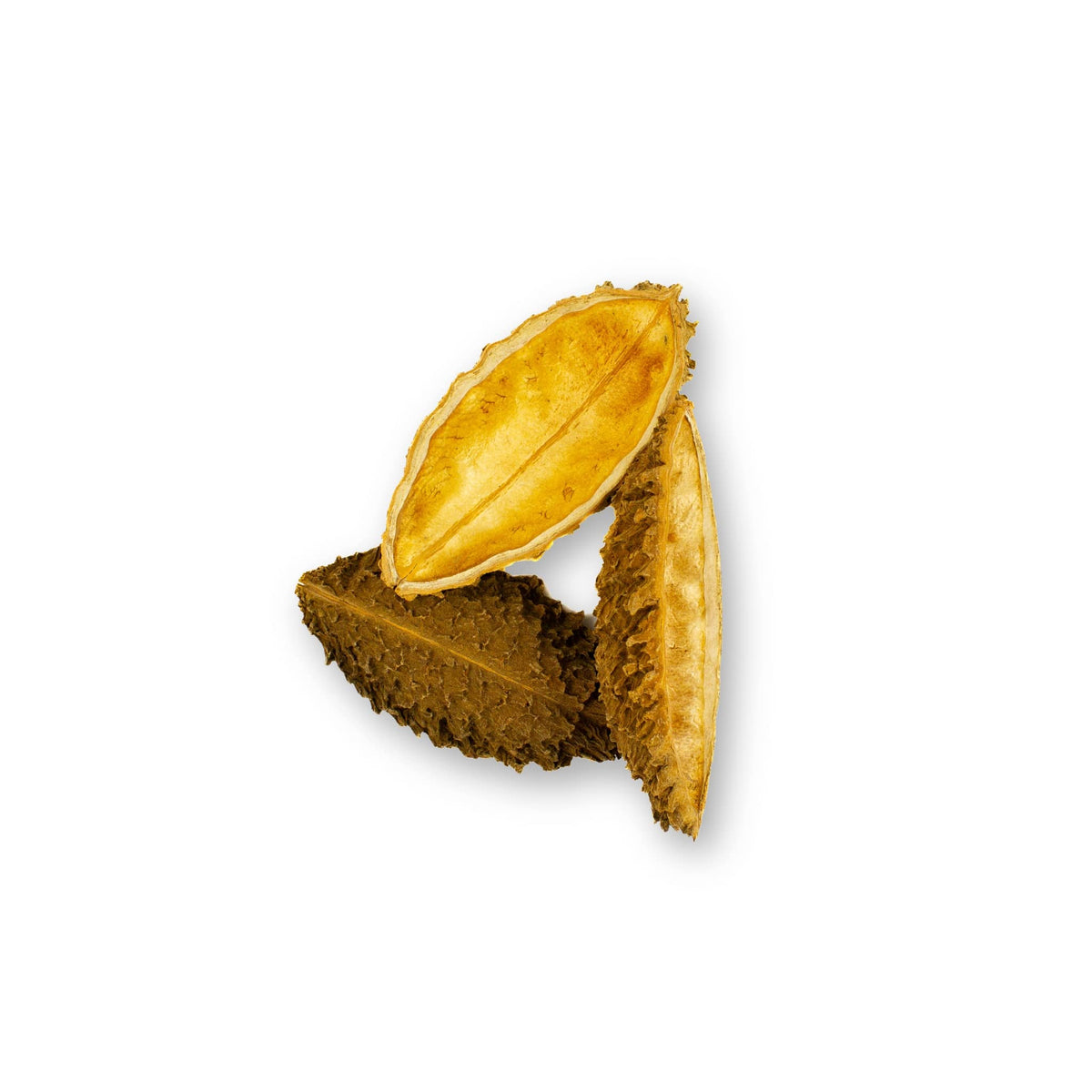 Three textured Pente de Onca seed pods showing interior and exterior views, photographed on a white background for blackwater aquarium use at Betta Botanicals.