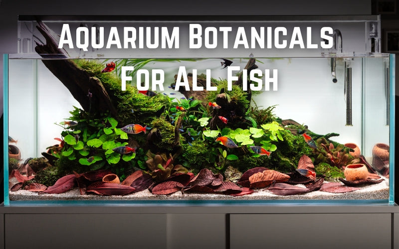 Betta Botanicals | Natural Aquarium Products