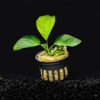 A Potted Anubias Barteri in a blackwater aquarium with green leaves planted in a dark substrate at Betta Botanicals.