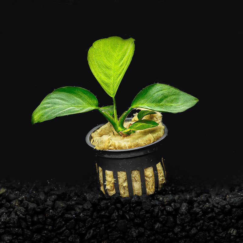 A Potted Anubias Barteri in a blackwater aquarium with green leaves planted in a dark substrate at Betta Botanicals.