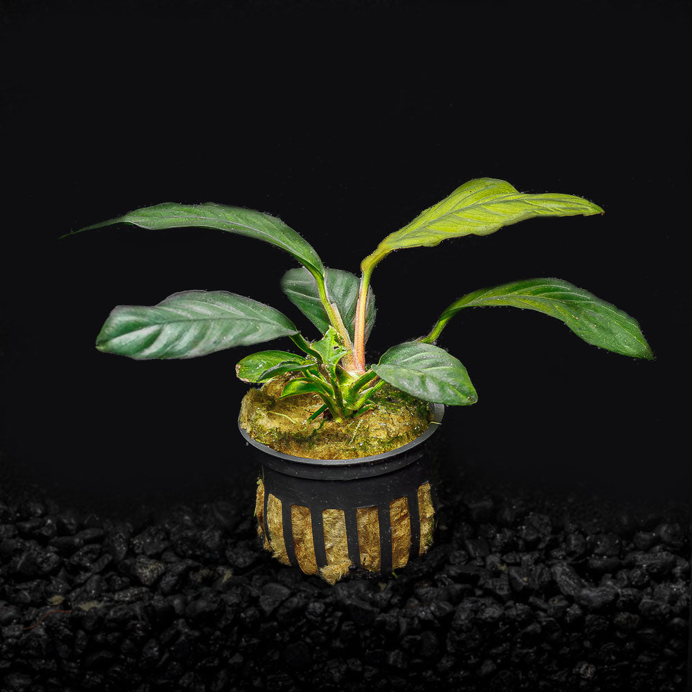 a potted anubias coffeefolia with dark green leaves in a blackwater aquarium with dark substrate at Betta Botanicals.