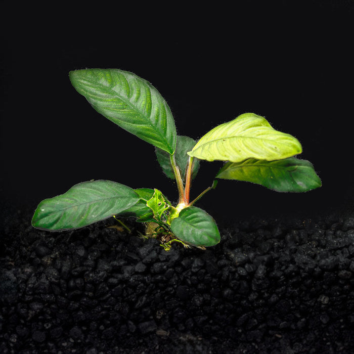 A rooted anubias coffeefolia with vibrant green leaves in a blackwater aquarium with dark substrate at Betta Botanicals.