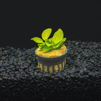 A potted anubias nana golden with lime green leaves in a blackwater aquarium a dark substrate at Betta Botanicals.