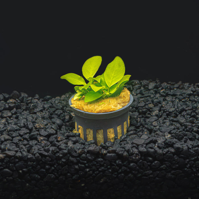 A potted anubias nana golden with lime green leaves in a blackwater aquarium a dark substrate at Betta Botanicals.