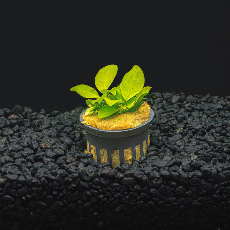 A potted anubias nana golden with lime green leaves in a blackwater aquarium a dark substrate at Betta Botanicals.