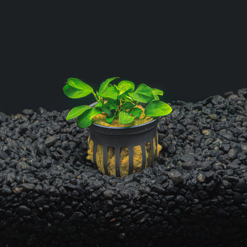 A pot of anubias nana petite with small lime green leaves in a blackwater aquarium with a dark substrate at Betta Botanicals.