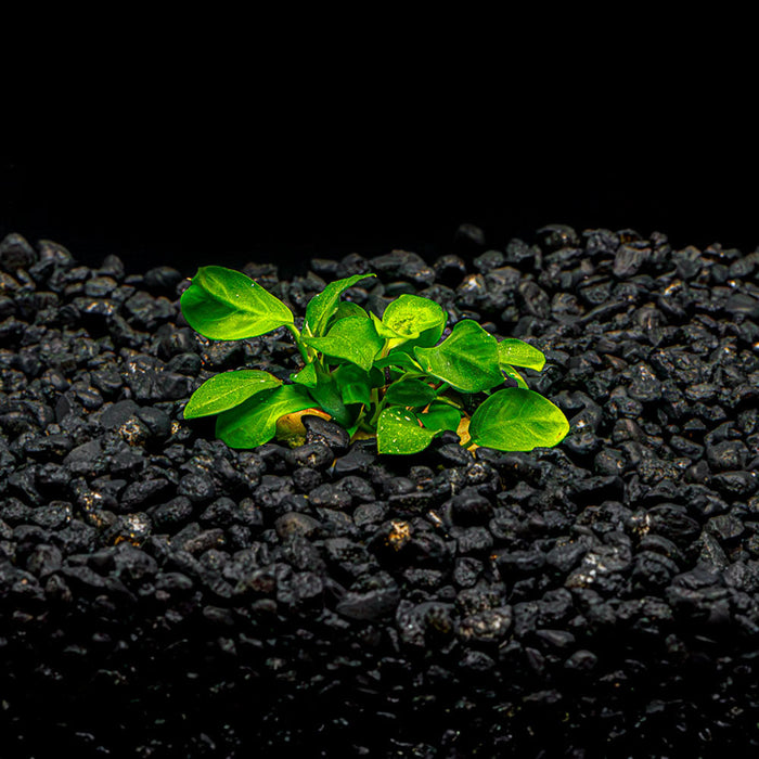 A potted Anubias Nana Petite with small green leaves in a blackwater aquarium with dark substrate at Betta Botanicals.