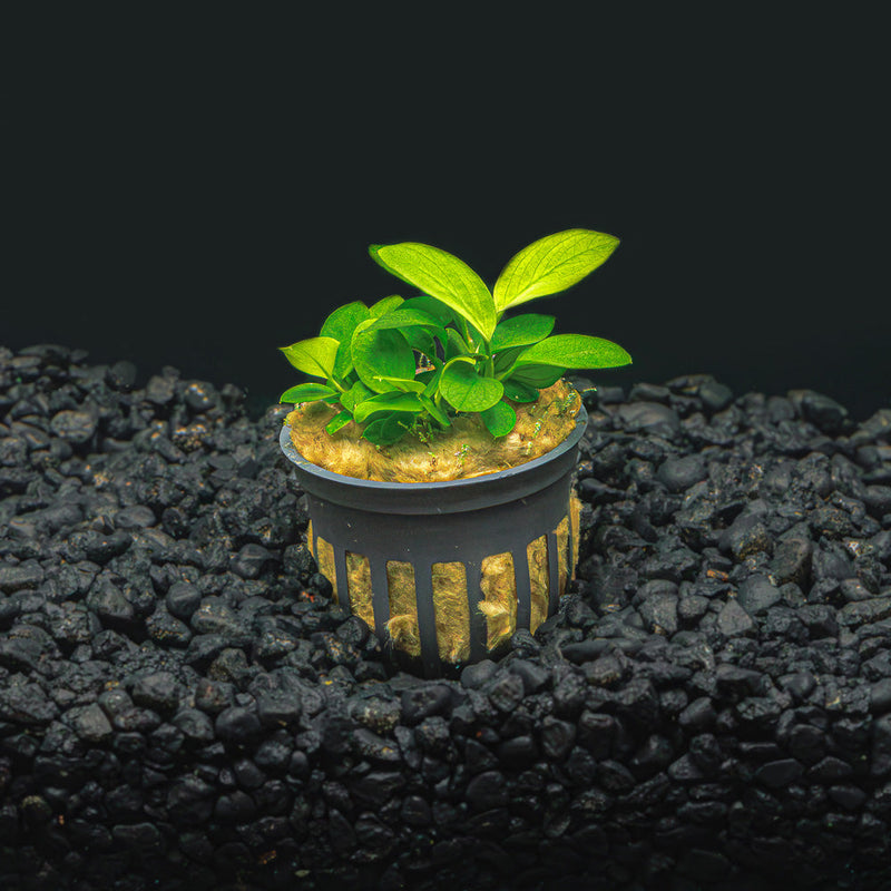 A potted anubias nana with vibrant green leaves in a blackwater aquarium with a dark substrate at Bettta Botanicals.