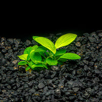 A rooted anubias nana with vibrant green leaves in a blackwater aquarium with a dark substrate at Betta Botanicals.