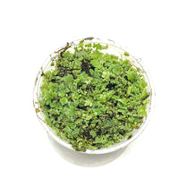 A 4oz portion of Azolla Caroliniana for blackwater aquariums with green leaves and black roots at Betta Botanicals.