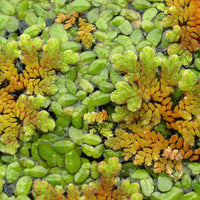 A closeup photo of Azolla Caroliniana on the water surface of a blackwater aquarium at Betta Botanicals.