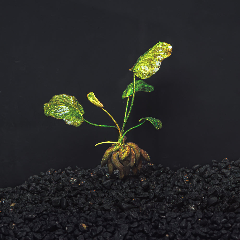 A rooted banana plant  with speckled green leaves in a blackwater aquarium with dark substrate at Betta Botanicals.