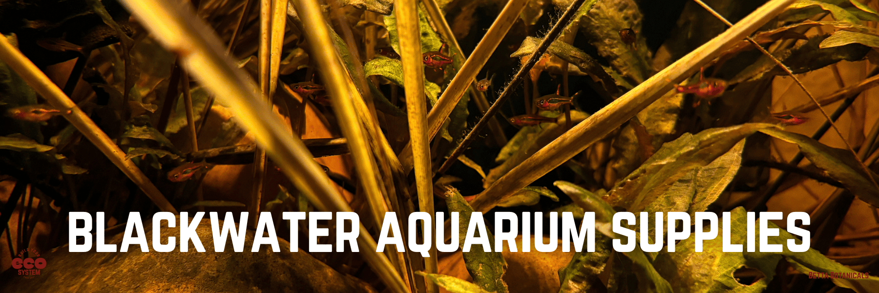 A blackwater aquarium featuring green aquatic plants, small schooling fish, and a layer of botanical leaf litter creating a natural environment. Text overlay reads “blackwater aquarium supplies”.