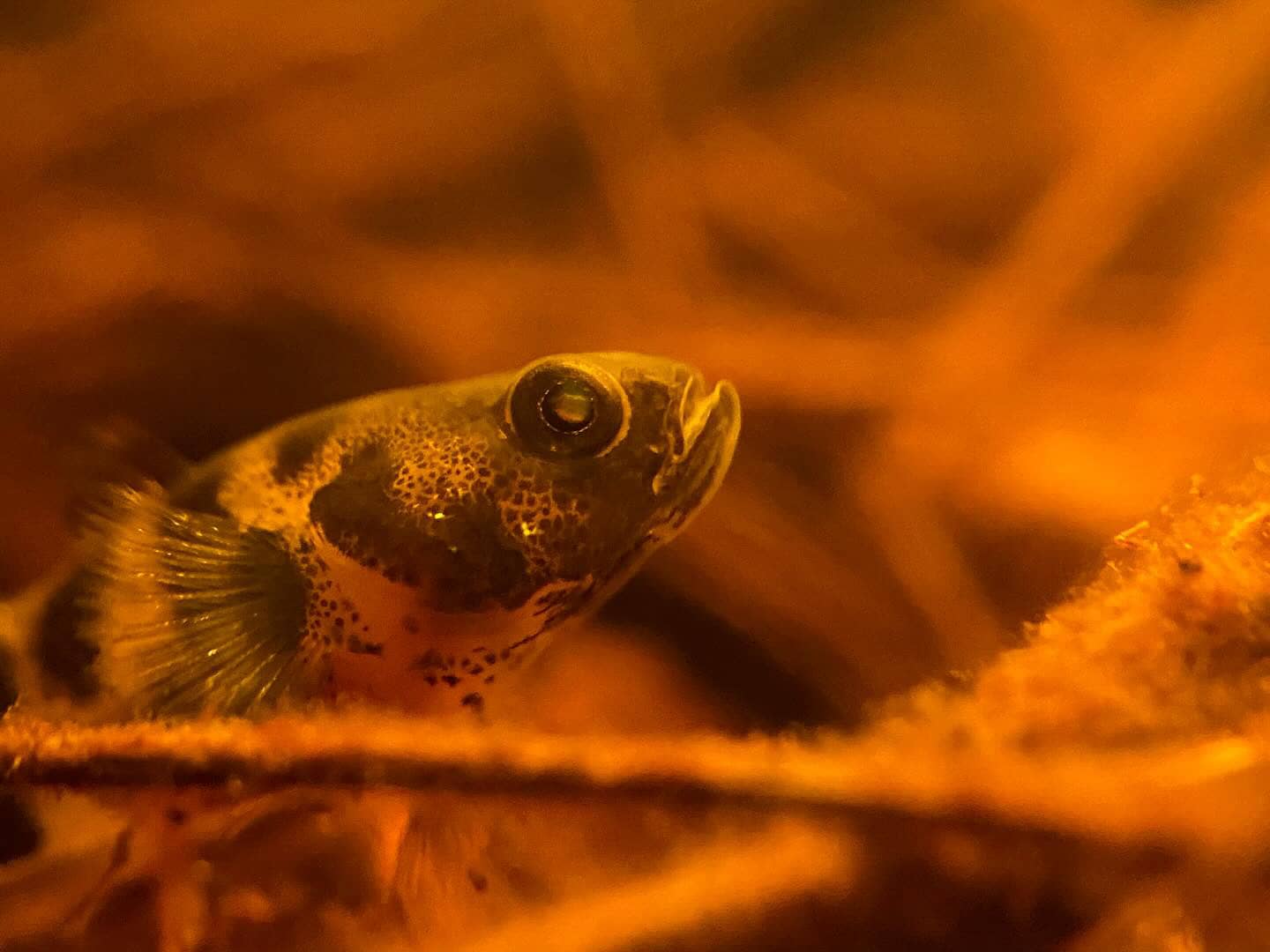 Freshwater Brachygobius fish in a botanical blackwater aquarium with amber tinted waters from Betta Tea at Betta Botanicals.