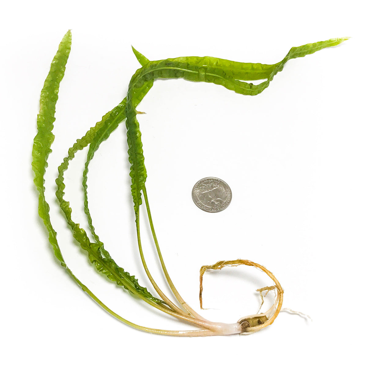 A bare root cryptocoryne balansae with a quarter for scale against a white backdrop for use in blackwater aquariums at Betta Botanicals.