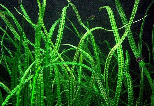 a carpet of cryptocoryne balansae with tall ruffled leaves in a blackwater again with fish at Betta Botanicals.