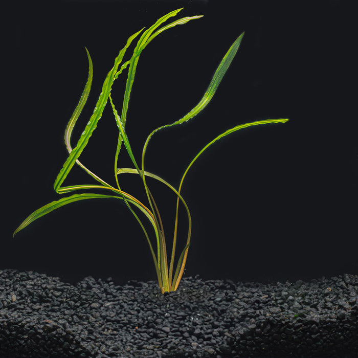 A rooted cryptocoryne spiralis with tall green leaves in a blackwater aquarium with dark substrate at Betta Botanicals.