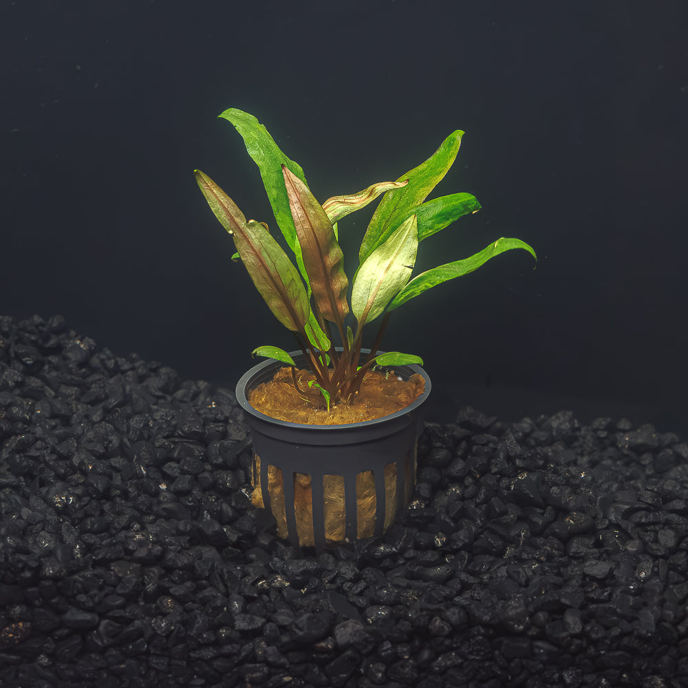 A pot of Cryptocoryne Undulata with lime green and brown leaves in a blackwater aquarium with a dark substrate at Betta Botanicals.