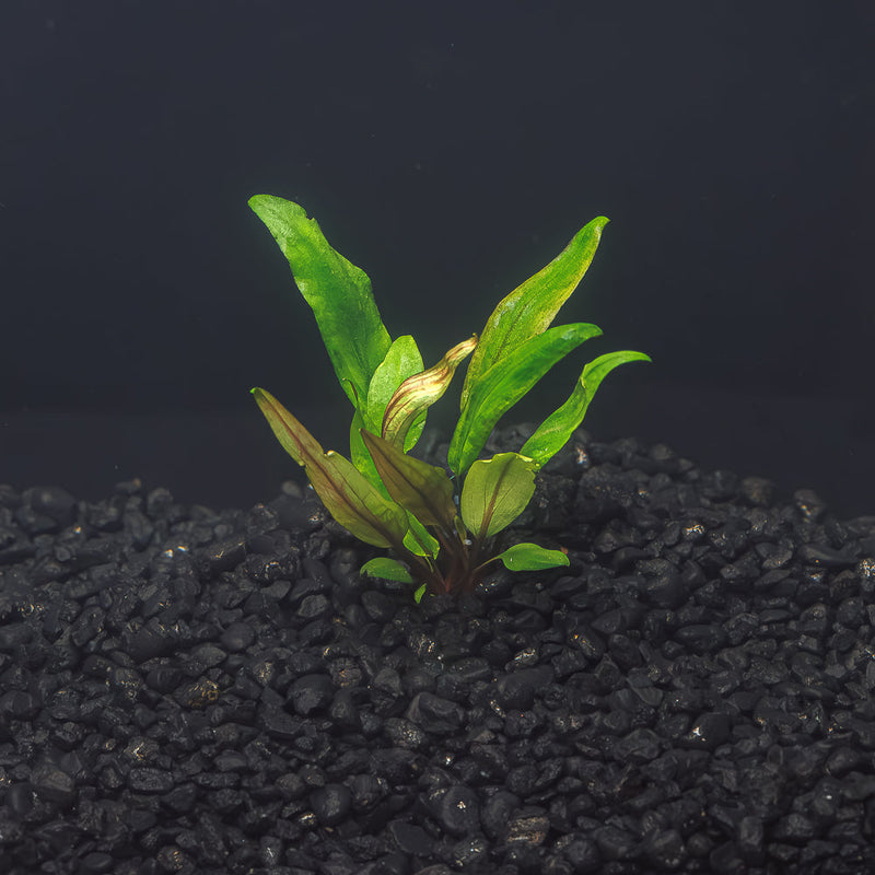 A rooted portion of Cryptocoryne undulata with lime green and brown leaves in a blackwater aquarium with a dark substrate at Betta Botanicals.