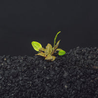 A rooted portion of Cryptocoryne Wendtii Brown with ruffled Brown foliage in a blackwater aquarium with a dark substrate at Betta Botanicals.