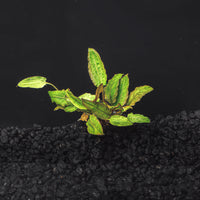 A rooted portion of Cryptocoryne Wendtii Green with ruffled Green foliage in a blackwater aquarium with a dark substrate at Betta Botanicals.