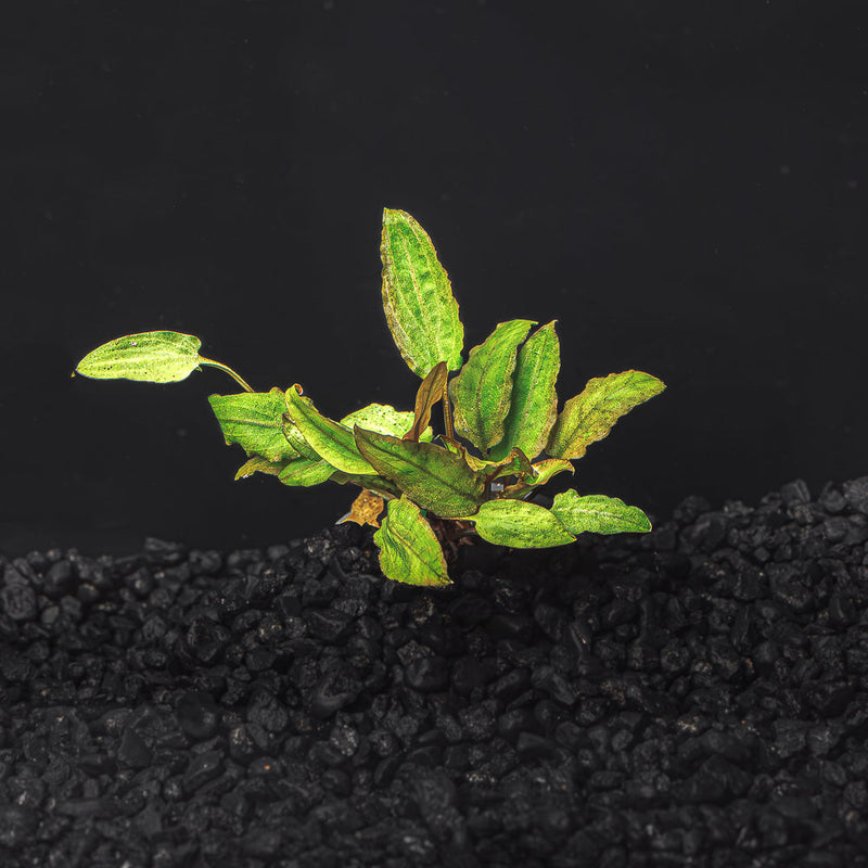 A rooted portion of Cryptocoryne Wendtii Green with ruffled Green foliage in a blackwater aquarium with a dark substrate at Betta Botanicals.