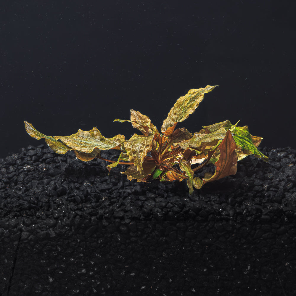 A rooted portion of Cryptocoryne Wendtii red with ruffled red foliage in a blackwater aquarium with a dark substrate at Betta Botanicals.