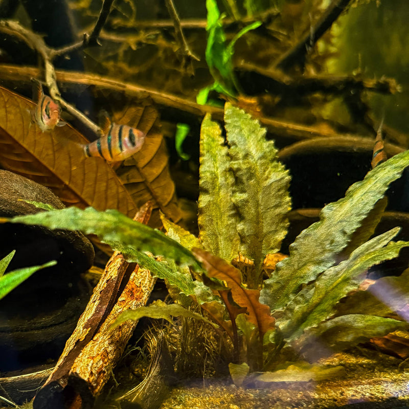 A rooted Cryptocoryne Wendtii Tropica plant with green hammered leaves in a blackwater aquarium at Betta Botanicals.