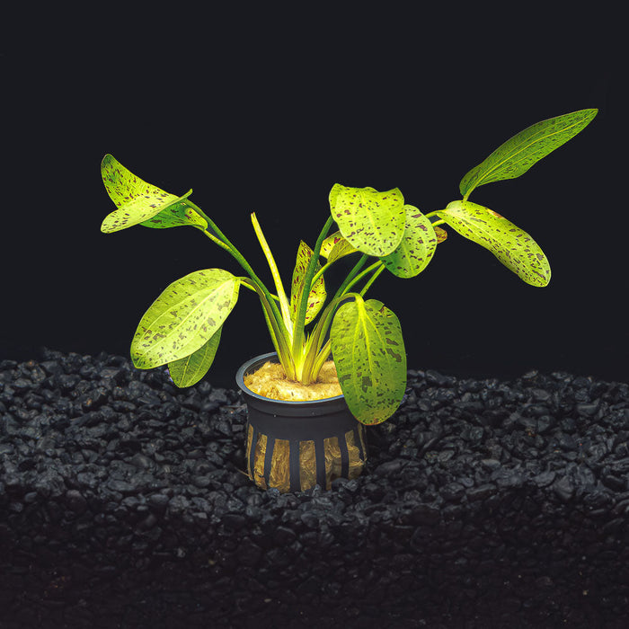 A potted green ozelot sword plant with green speckled leaves in a blackwater aquarium with dark substrate at Betta Botanicals.