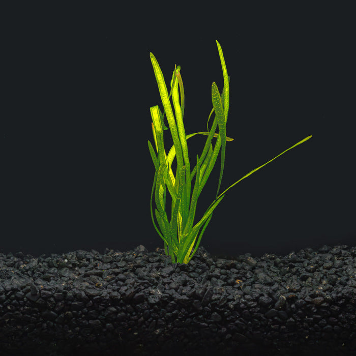 A rooted portion of Italian Vallisneria with tall lime green leaves in a blackwater aquarium with a dark substrate at Betta Botanicals.