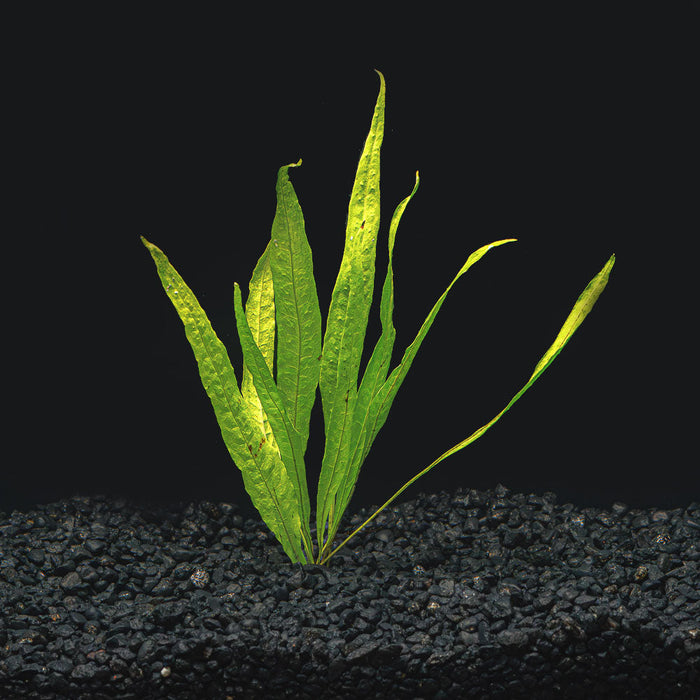 A rooted java fern plant with tall lime green leaves in a blackwater aquarium with dark substrate at Betta Botanicals.