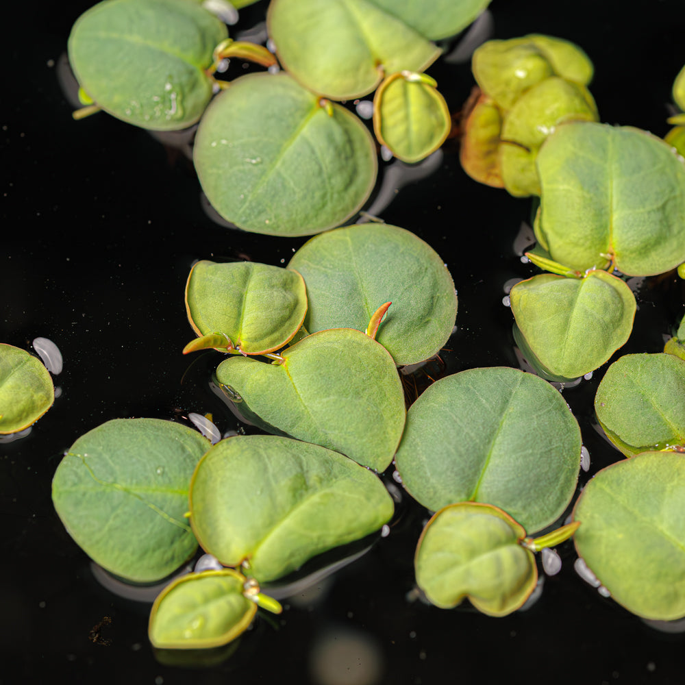 A portion of Phyllanthus fluitans for blackwater betta fish tanks floating on the water surface at Betta Botanicals.