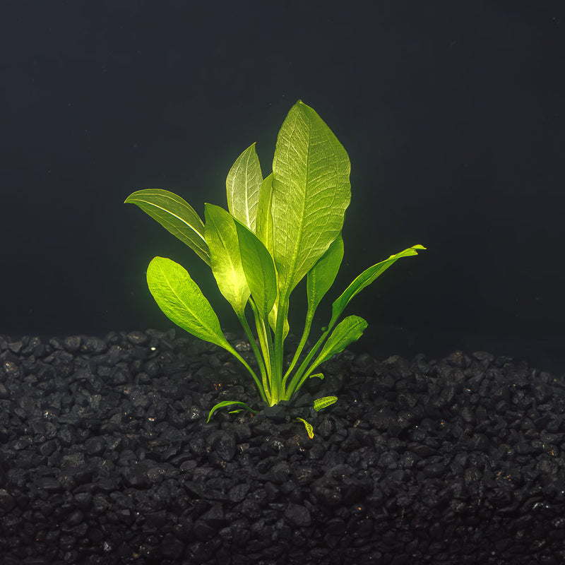 A bare root Amazon Sword plant in a blackwater aquarium with green leaves planted in dark substrate at Betta Botanicals.