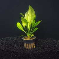 A potted Amazon Sword plant in a blackwater aquarium with green leaves planted in dark substrate at Betta Botanicals.