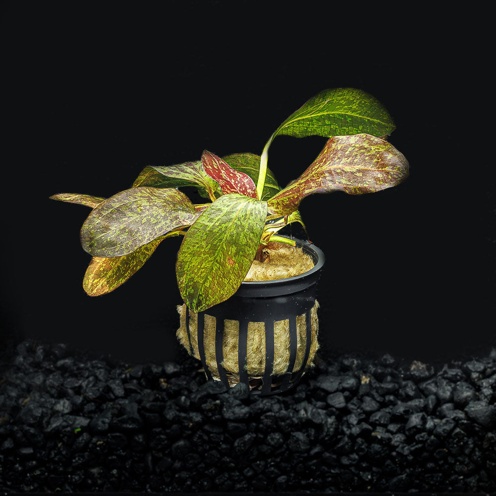 A potted red flame sword in a blackwater aquarium with green leaves speckled with red to brown spots in a blackwater aquarium with dark substrate at Betta Botanicals.