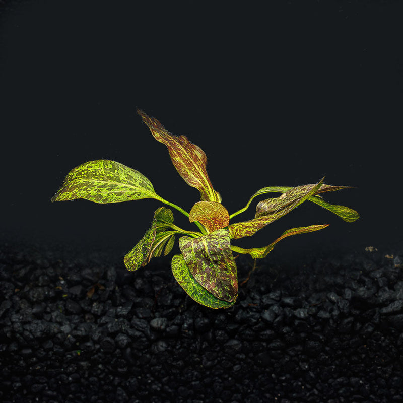 A rooted red flame sword in a blackwater aquarium with green leaves speckled with red to brown spots in a blackwater aquarium with dark substrate at Betta Botanicals.